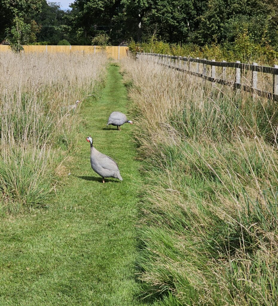 guinea fowl